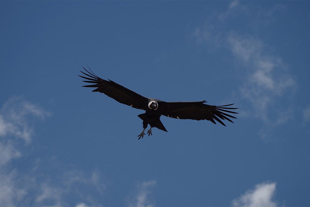 chile_condor.jpg